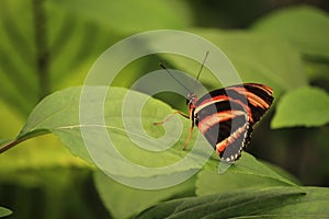 Heliconius hecale, the tiger longwing sitting on green leaves photo