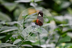 Heliconius hecale tropical butterfly in nature, on a leaf