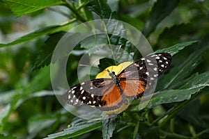 Heliconius hecale tropical butterfly in nature, on a yellow flower