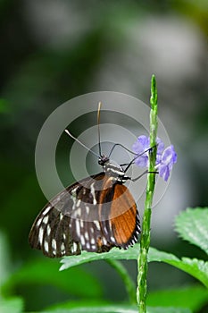 Heliconius hecale tropical butterfly in nature, white spotted black and orange butterfly