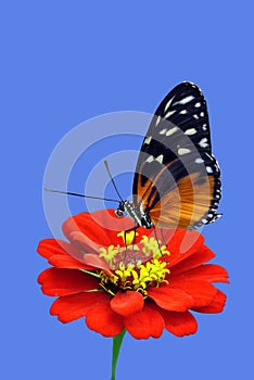 Heliconius hecate butterfly