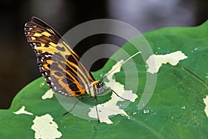 Heliconius ismenius, the Ismenius tiger or tiger heliconian