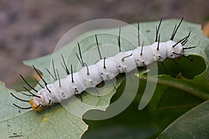 Heliconius melpomene photo