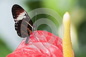 Heliconius melpomene butterfly