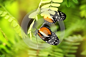 Heliconius melpomene Butterfly