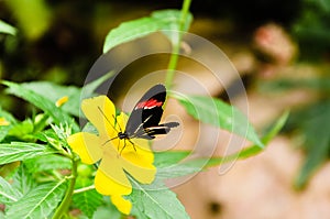 Heliconius melpomene butterfly, lepidopteron photo