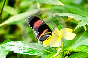Heliconius melpomene butterfly, lepidopteron photo
