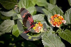 Heliconius Melpomene on flower