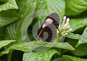 Heliconius melpomene perched on a leaf in the butterfly garden of the Fort Worth Botanic Gardens.