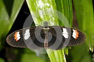 Heliconius melpomene plesseni