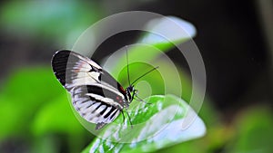 Heliconius, piano key butterfly