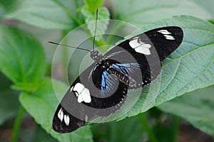 Heliconius Sara Butterfly