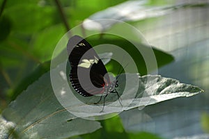 Heliconius sara butterfly close-up resting on leaf profile view with closed wings