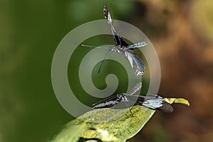 Heliconius sara butterfly matting photo