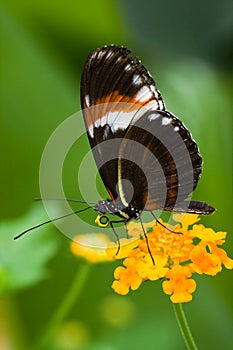 Heliconius tropical butterfly