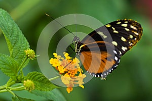 Heliconius tropical butterfly