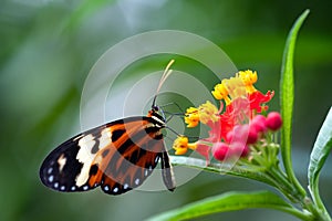 Heliconius xanthocles longwing butterfly