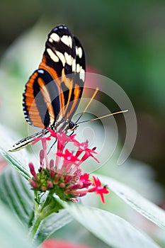 Heliconius xanthocles longwing butterfly