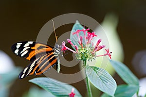 Heliconius xanthocles longwing butterfly photo