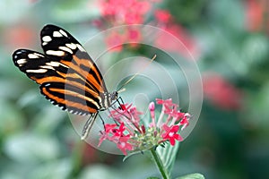 Heliconius xanthocles longwing butterfly photo