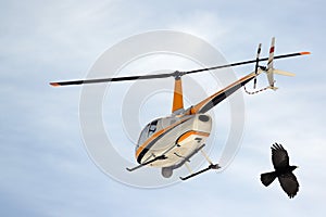 Helicopter and alpine chough in flight