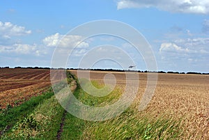 Helicopter flies to Donbass, Ukraine, over a field of ripe wheat photo