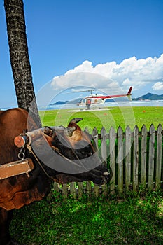 Helicopter landing with clouds and blue sky in a tropical place and a typical ox in foreground