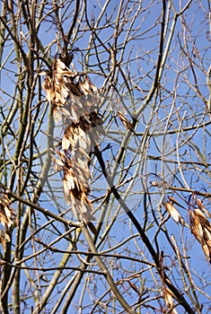 Helicopter Seeds of an Ash Tree Fraxinus on the Branch