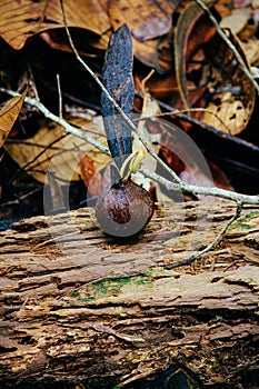 Helicopter seeds of Dipterocarpus spp. on tropical rain forest of Borneo. Tree Propagation of Dipterocarpus spp