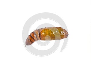 Helicoverpa armigera pupae