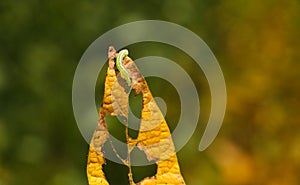 Helicoverpa caterpillar eating leaf in soybean planting.