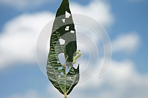 Helicoverpa caterpillar eating leaf in soybean planting.