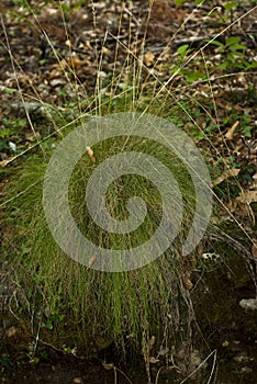 Helictotrichon Plant in chestnut forest humid mediterranean attlantic forest