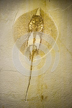Heliobatis radians fossil, extinct genus of ray photo