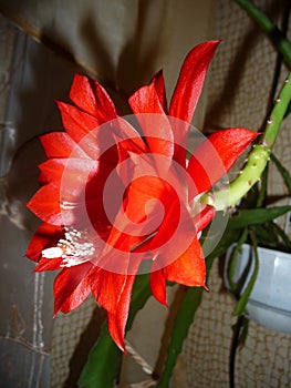 Heliocereus speciosus-genus of the cactus family