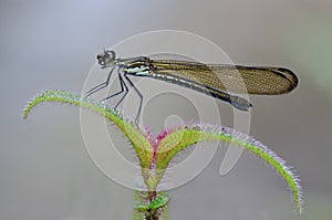 Heliocypha perforata female damselfly