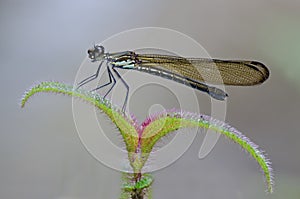 Heliocypha perforata female damselfly photo