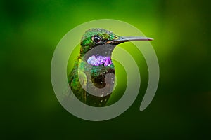 Heliodoxa schreibersii, Black-throated Brilliant, detail portrait of hummingbird from Ecuador and Peru. Shiny tinny bird, green