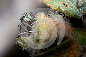 Heliophanus sp spider posed on a plant looking for preys