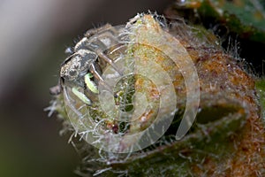 Heliophanus sp spider posed on a plant looking for preys