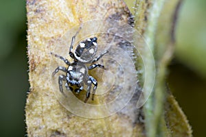 Heliophanus sp spider walking on a plant looking for preys