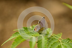 Heliophorus sena butterfly sitting on green leafs photo