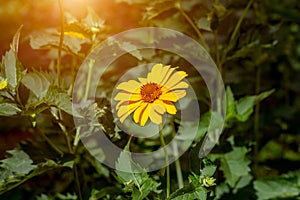 Heliopsis False Sunflower flower blossom with green leaves in the garden in spring and summer season.