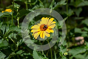 Heliopsis False Sunflower flower blossom with green leaves in the garden in spring and summer season.