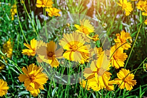 Heliopsis False Sunflower flowers blossom with green leaves in the garden in spring and summer season.