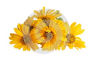 Heliopsis flowers or False sunflower, Oxeye sunflower, Sweet smooth oxeye on white photo