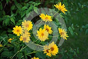 Heliopsis in the garden in June. Yellow flowers up to 8 cm in diameter. Germany