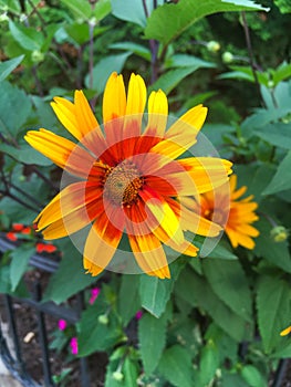 Heliopsis Helianthoides, rough oxeye, smooth oxeye and false sunflower