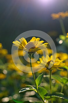 Heliopsis helianthoides, sunflower-like composite flowerheads