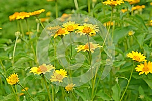 Heliopsis rough Heliopsis helianthoides ssp.scabra Dun. Fisch.. Yellow flowers